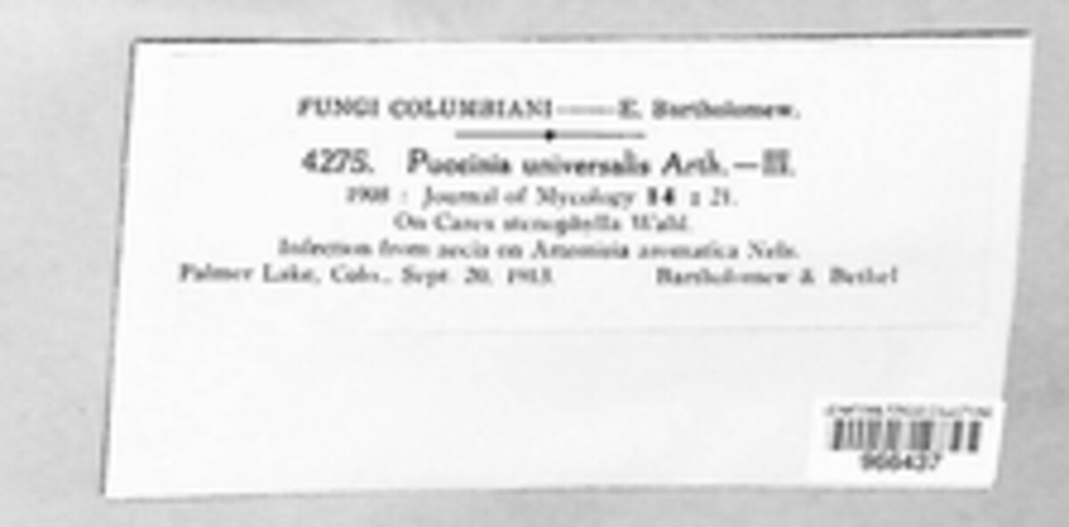 Puccinia universalis image
